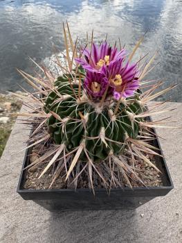 Stenocactus multicostatus